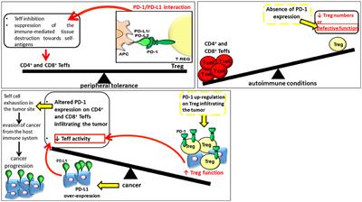 Inhibitory Receptors and Pathways of Lymphocytes: The Role of PD-1 in Treg Development and Their Involvement in Autoimmunity Onset and Cancer Progression